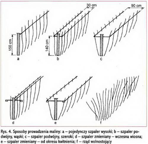 Как изготовить основу шпалеры для малины Как изготовить основу шпалеры для малины