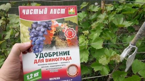 Как избежать заражения винограда во время обрезки летом Как избежать заражения винограда во время обрезки летом