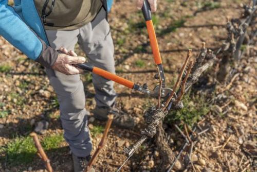 Как правильно обрезать ветви винограда