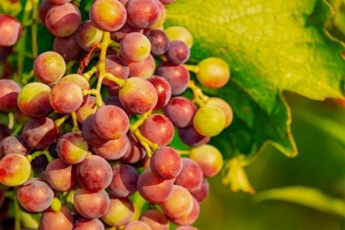 Виноградный Соус: 5 Неожиданных Способов Использовать Его на Кухне Виноградный Соус: 5 Неожиданных Способов Использовать Его на Кухне