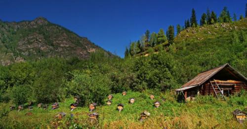 Мед горного разнотравья: полезные свойства и противопоказания Мед горного разнотравья: полезные свойства и противопоказания